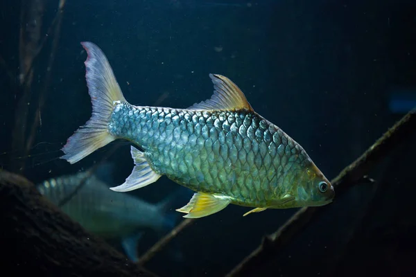 Barba de Java (Barbonymus gonionotus ) — Foto de Stock