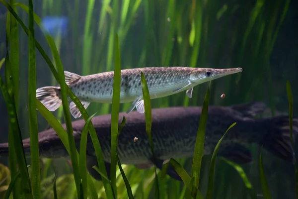 Gar maculato (Lepisosteus Oculatus ) — Foto Stock