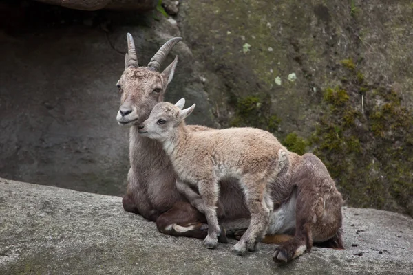 Альпійських ibexes (Капра козел козел) — стокове фото