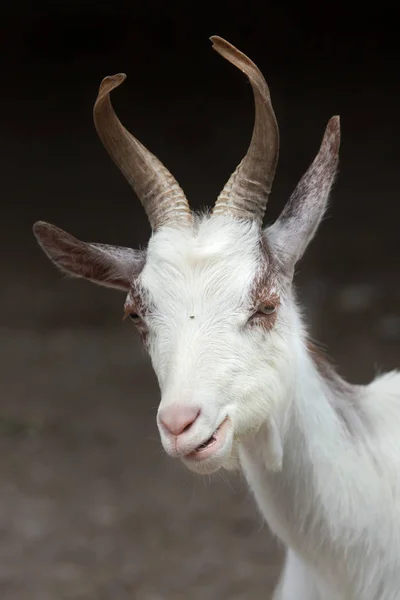 Capra aegagrus hircus — Stock fotografie