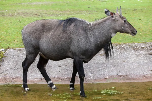 Nilgai (Boselaphus tragocamelus) — Stock Photo, Image