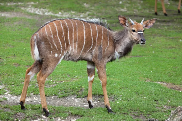 Nyala (Tragelaphus angasii)) — Stockfoto