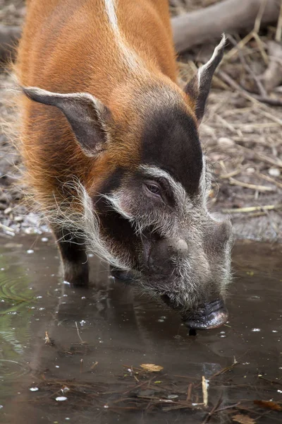 Red river hog — Stock Photo, Image