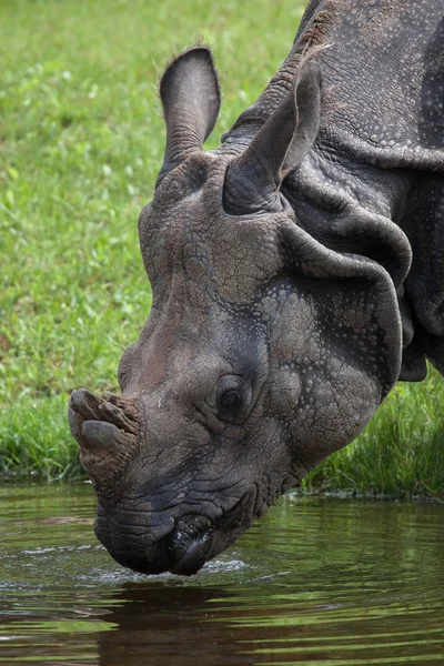 Indisk noshörning (Rhinoceros unicornis) — Stockfoto