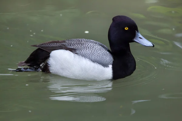 적은 Scaup (Aythya affinis) — 스톡 사진