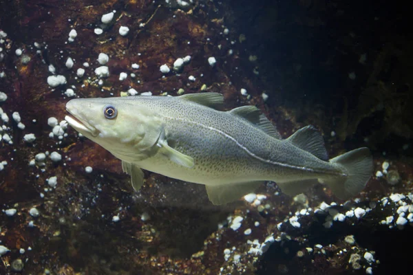 Bacalao del Atlántico (Gadus morhua ) —  Fotos de Stock