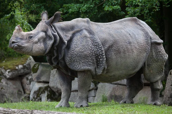Rinoceronte-indiano (Rhinoceros unicornis ) — Fotografia de Stock