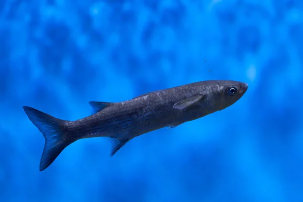 Thicklip grey mullet — Stock Photo, Image