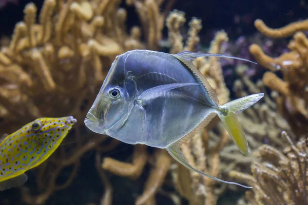 Lookdown (Selene vomer) — Stok fotoğraf