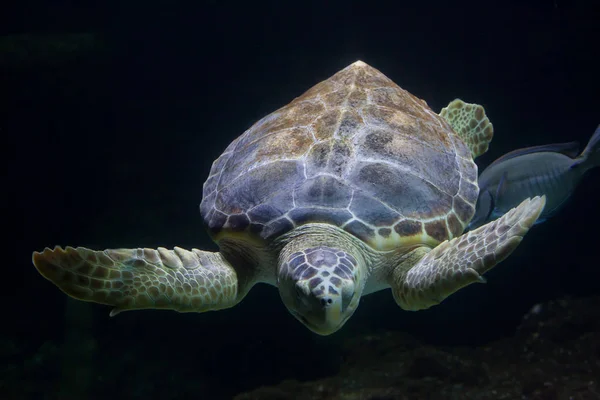 Onechte karetschildpad — Stockfoto