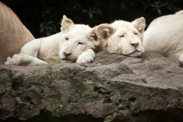 Lion Transvaal Images Libres De Droit Photos De Lion Transvaal Depositphotos