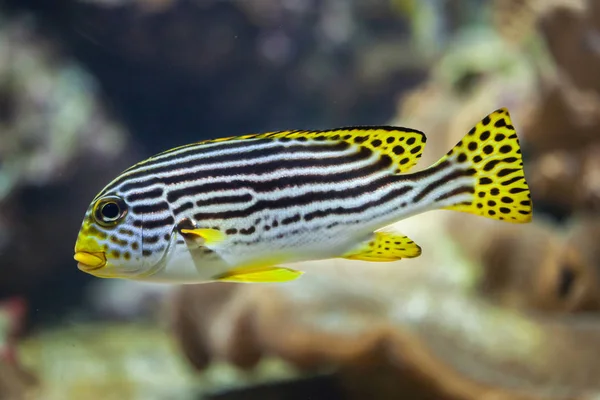 Kuning-banded sweetlips laut Stok Foto