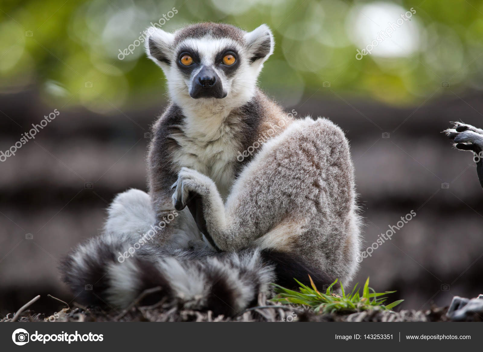 ring tailed lemur lemur catta ストック写真 wrangel 143253351