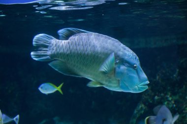 Humphead Napoleon wrasse