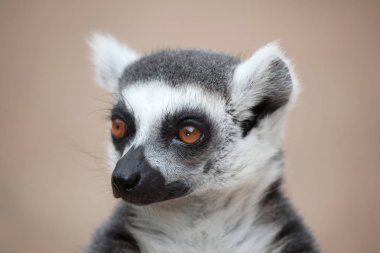 Halka kuyruklu lemur (Lemur catta)