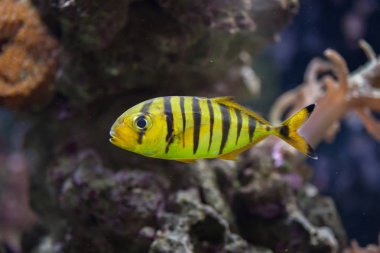 Altın trevally (Gnathanodon speciosus)