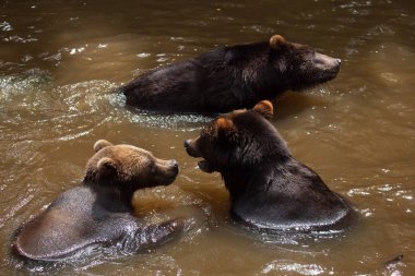 Kamchatka brown bears  clipart