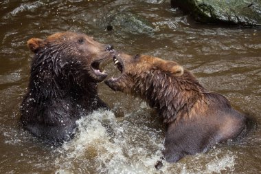 Kamchatka brown bears clipart