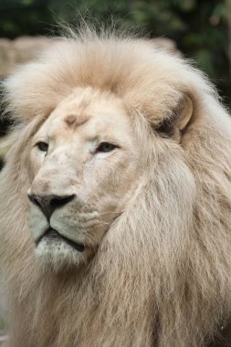 Beyaz Aslan (Panthera leo krugeri)