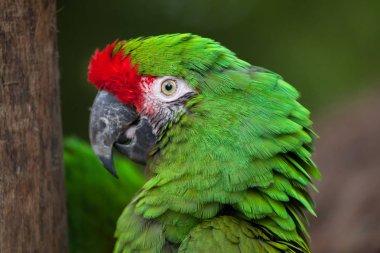Green military macaw clipart
