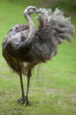 büyük rhea (rhea americana)