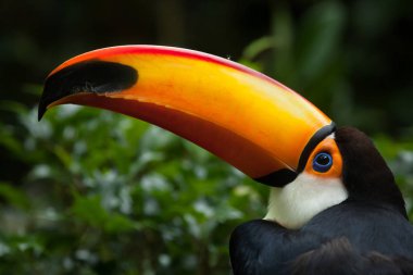 Toco Toucan (Ramphastos toco)