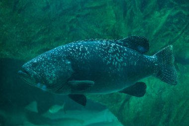 Dev bantlı orgrouper 