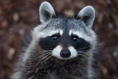 Raccoon (Procyon lotor) clipart