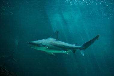 Kum köpekbalığı (Carcharhinus plumbeus)