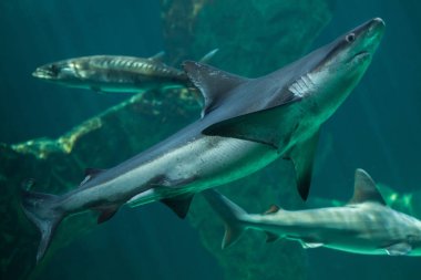 Kum köpekbalığı (Carcharhinus plumbeus)