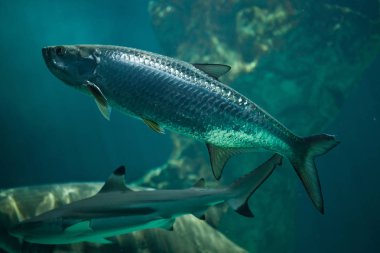 Atlantic tarpon (Megalops atlanticus) clipart