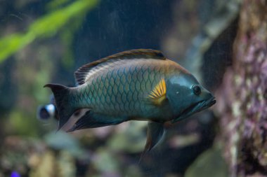 Sapan deniz wrasse 
