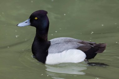Daha az Scaup (Aythya affinis)
