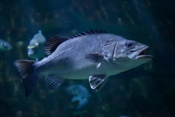 Atlantic wreckfish (Polyprion americanus) — Fotografie, imagine de stoc