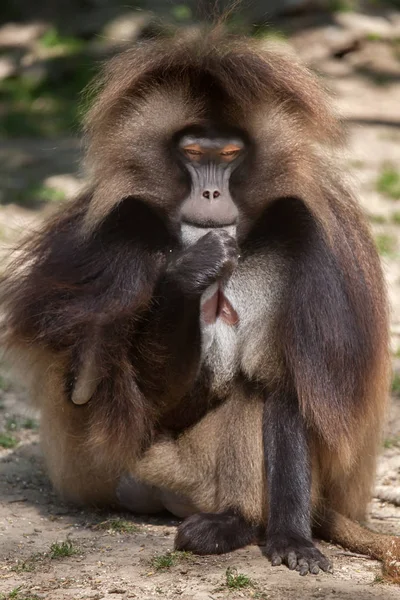 Гелада Бабун (Theropithecus gelada ) — стоковое фото