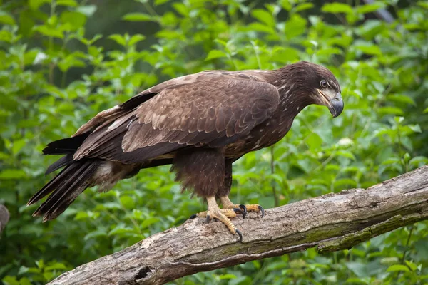 Female bald eagle — Stock Photo, Image