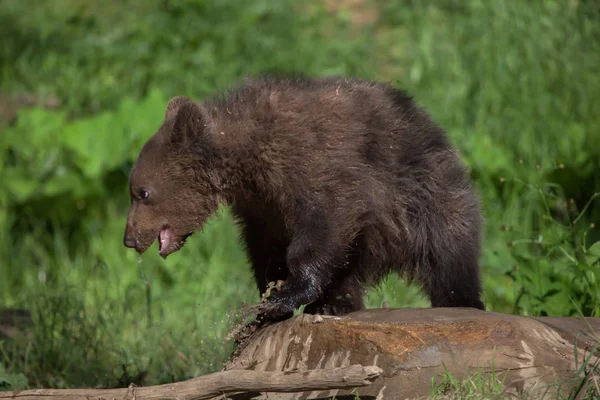 Kamchatka Brown Bear — Stok Foto