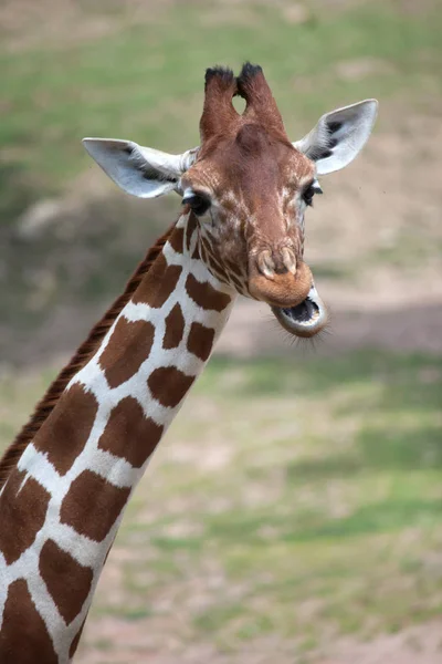 Reticulated Somali giraffe — Stock Photo, Image