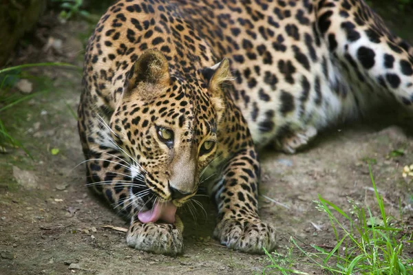 Léopard du Sri Lanka — Photo
