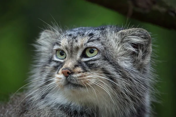 Кошка Палласа (Отоколобус Манул) ) — стоковое фото