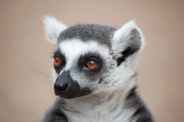 Λαιμός με κυκλική ουρά (Lemur catta) — Φωτογραφία Αρχείου