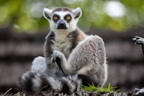 Gyűrűfarkú maki (Lemur catta)) — Stock Fotó