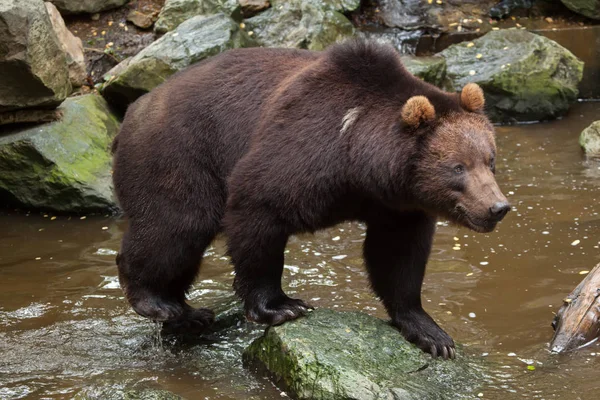 Urso castanho de Kamchatka — Fotografia de Stock