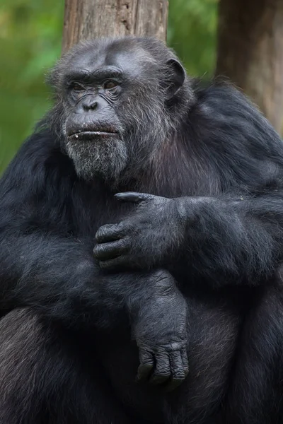 Robustní šimpanz — Stock fotografie