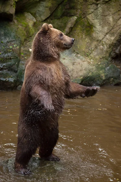 Kamchatka brown bear — Stock Photo, Image