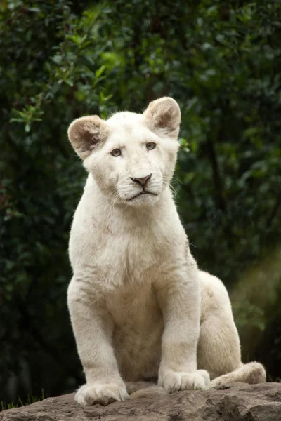 Cucciolo di leone bianco — Foto Stock