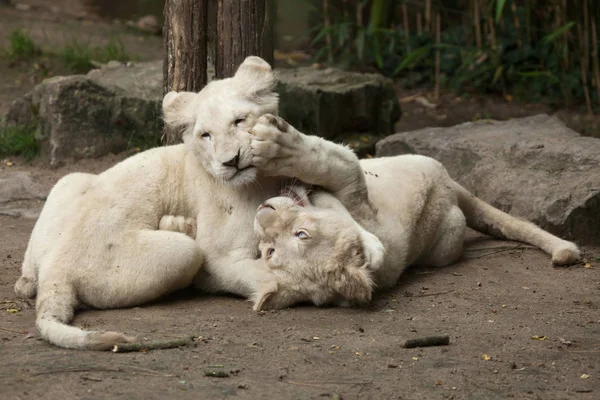 Leões brancos (Panthera leo krugeri ). — Fotografia de Stock