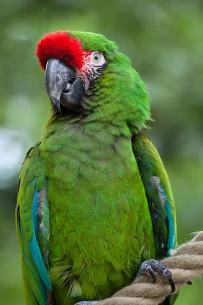 Зелёный ара — стоковое фото