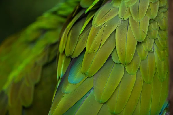 緑ミドリコンゴウインコ — ストック写真