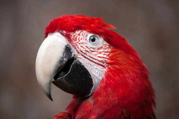 Green-winged red macaw — Stock Photo, Image